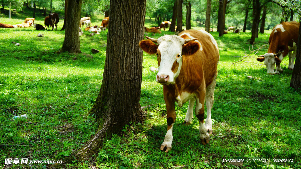林间草地的可爱花牛
