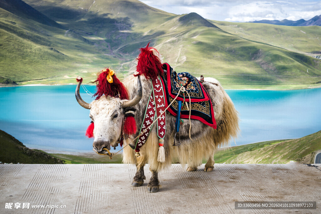 高原湖畔的装饰牦牛