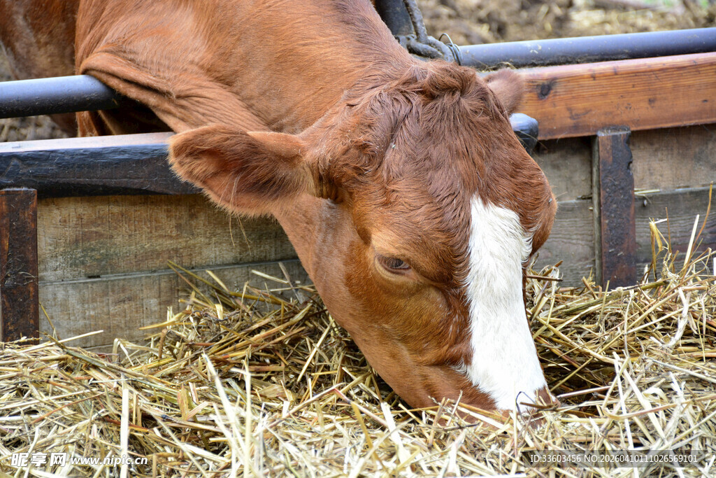 牛在进食干草