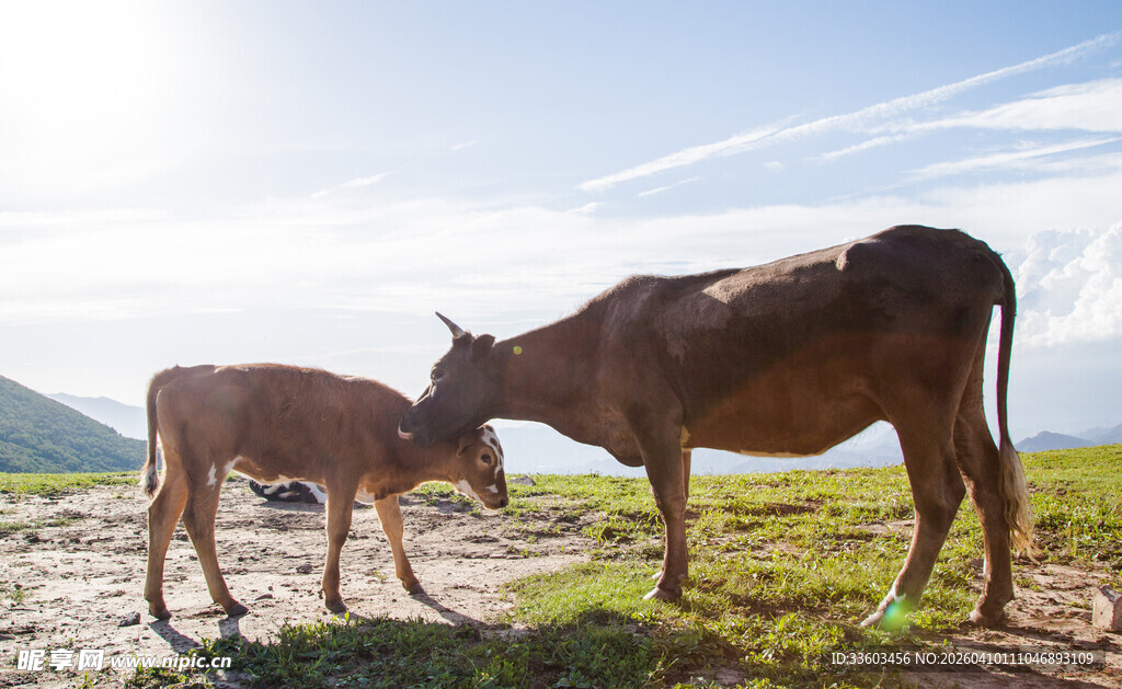 草原上亲昵的母牛与牛犊