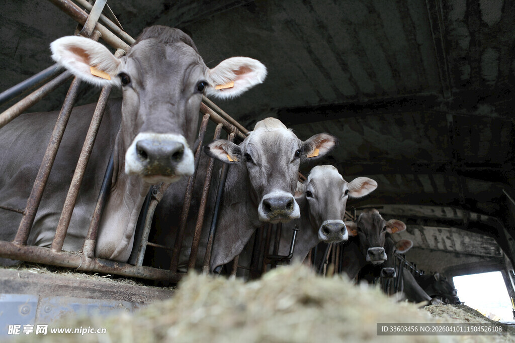 牛棚中的母牛与小牛