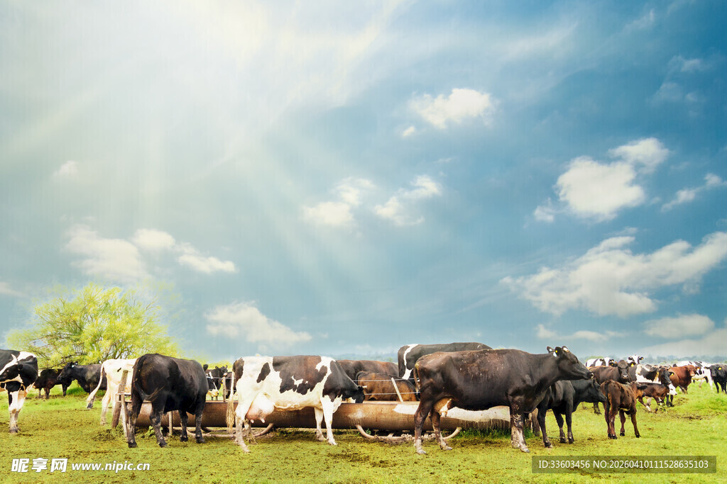 草原上的牛群沐浴阳光