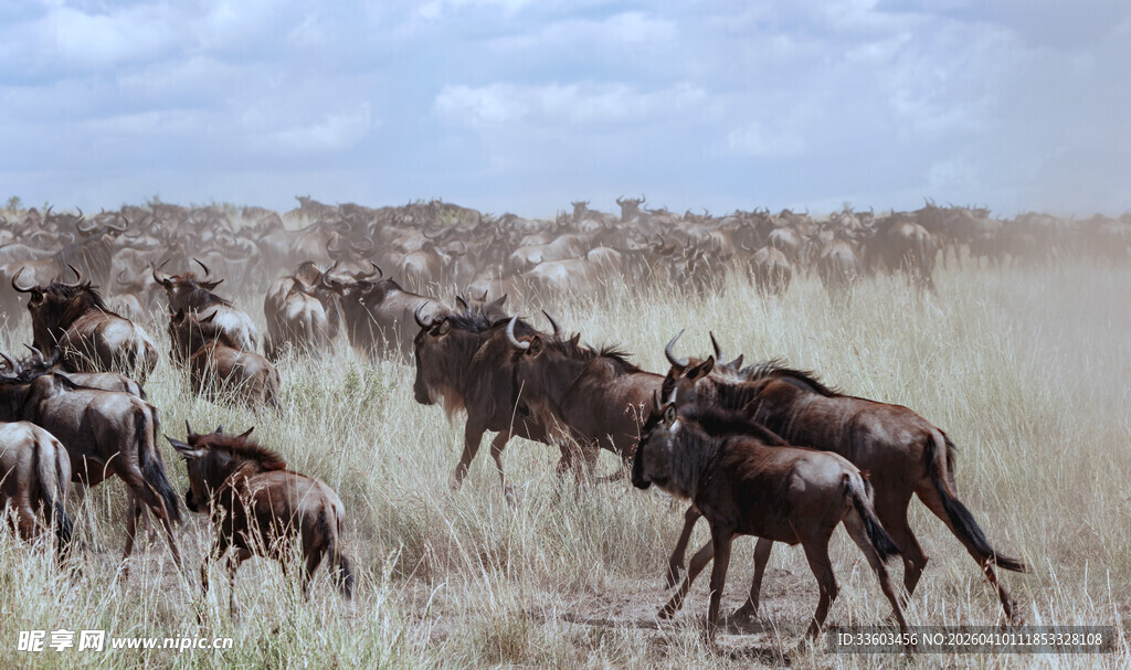 草原上奔腾的马群