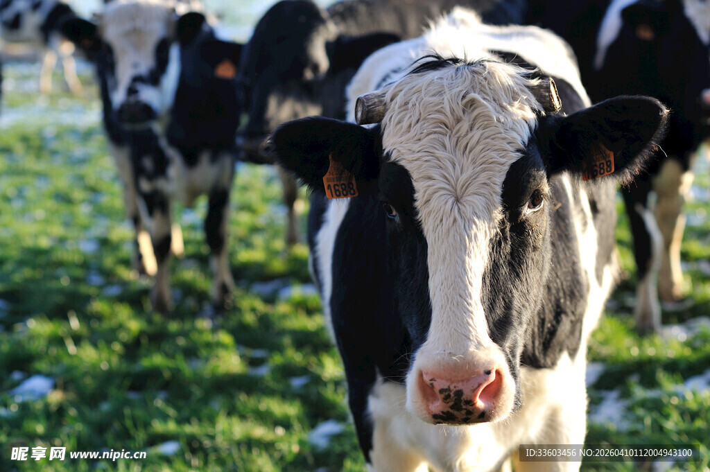 草地上的黑白花奶牛
