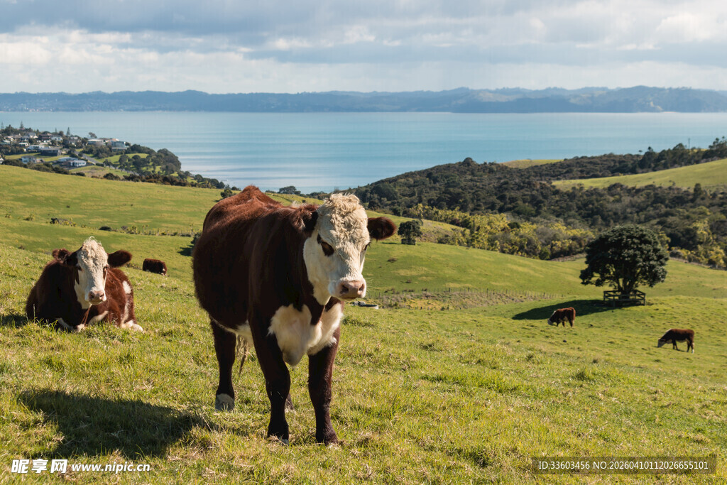 草原上的悠闲牛群