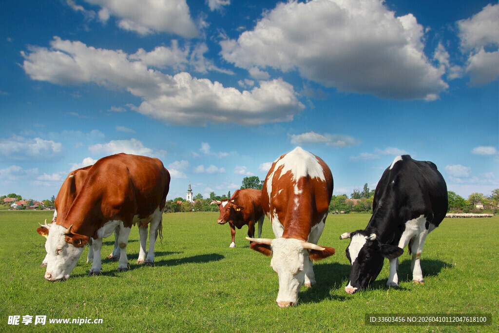 草原上悠闲吃草的牛群