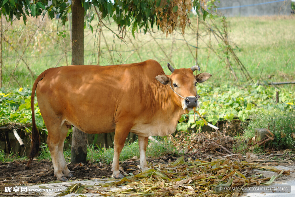 田野中的棕色耕牛