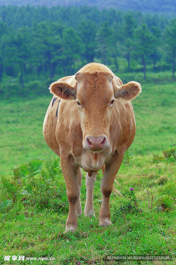 田野中的棕色牛