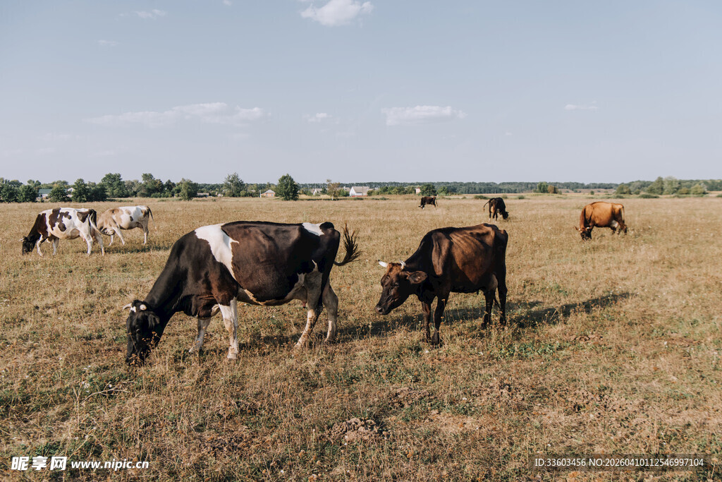 草原上悠闲吃草的牛群