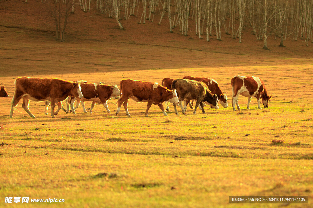 草原上的牛群悠然漫步