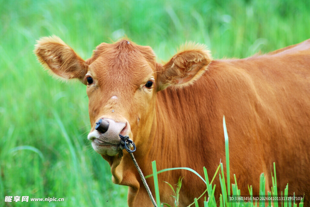 田野中的棕色小牛