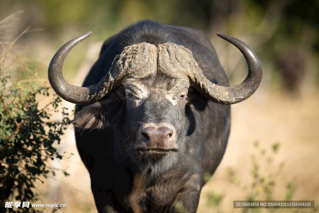 野外水牛特写