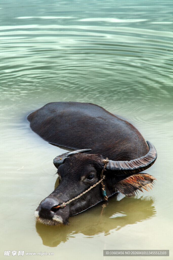 水中休憩的水牛