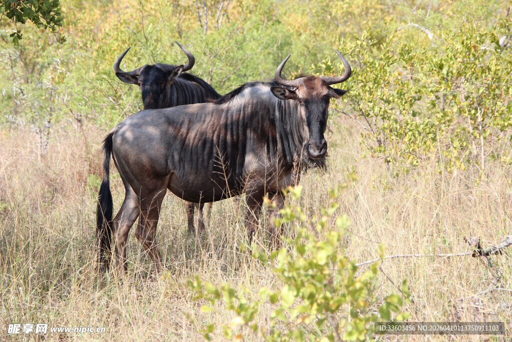 草原上的角马群