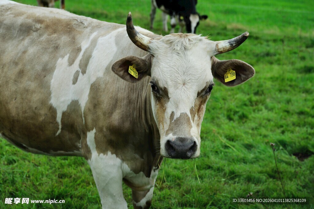 草地上的带耳标奶牛