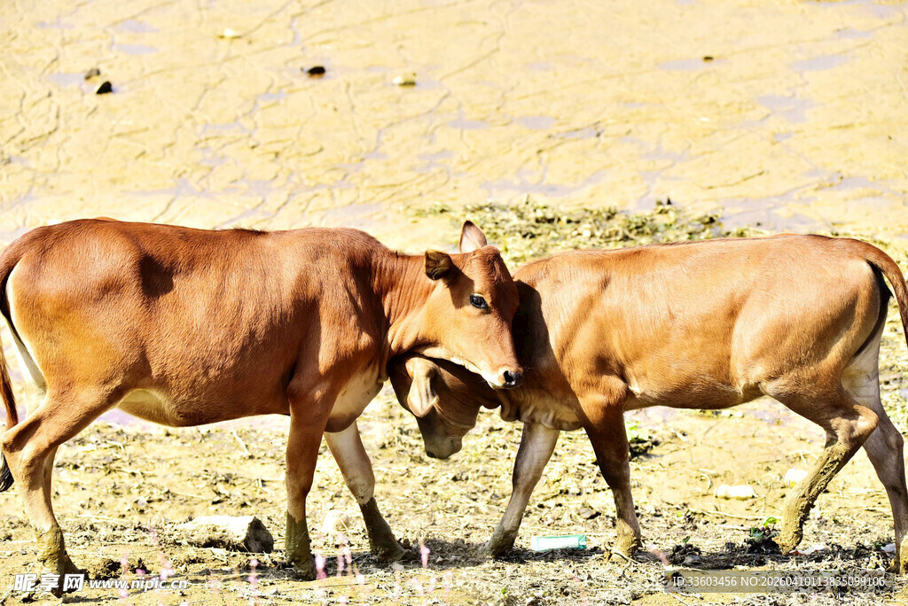 田野中两头牛亲昵互动