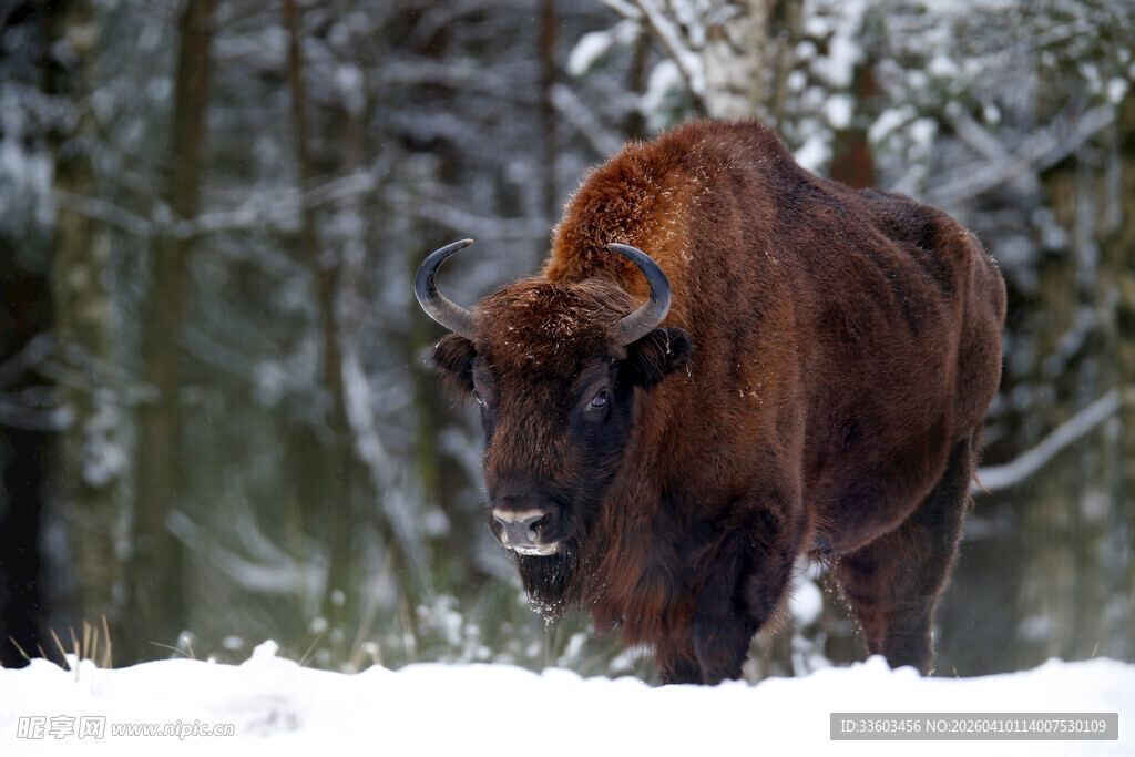 雪地中的棕色野牛