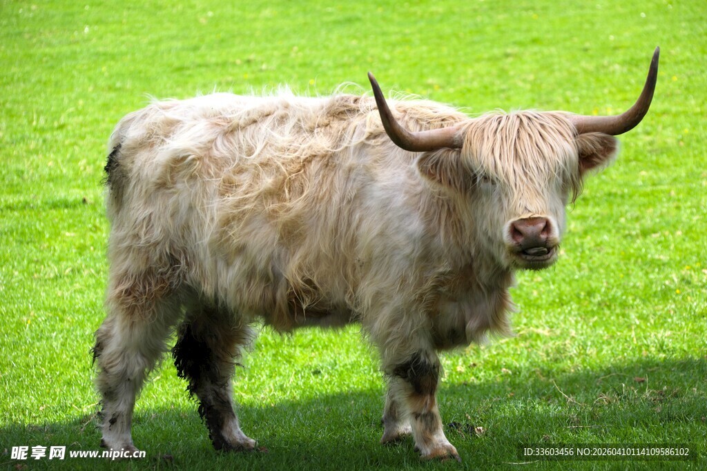 草原上的长毛牛