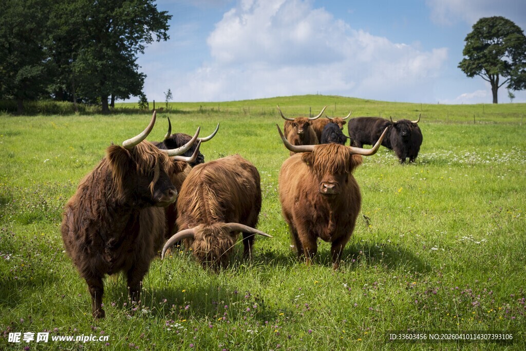 草原上的长毛牛群