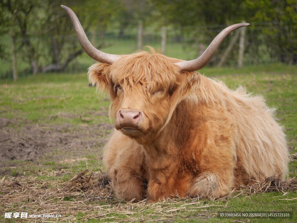 高地长毛牛悠闲趴卧草地
