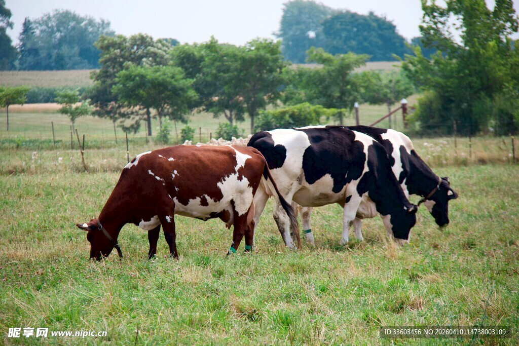 田园中悠闲吃草的几头牛