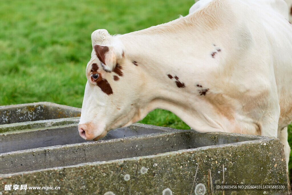 白牛于槽边饮水