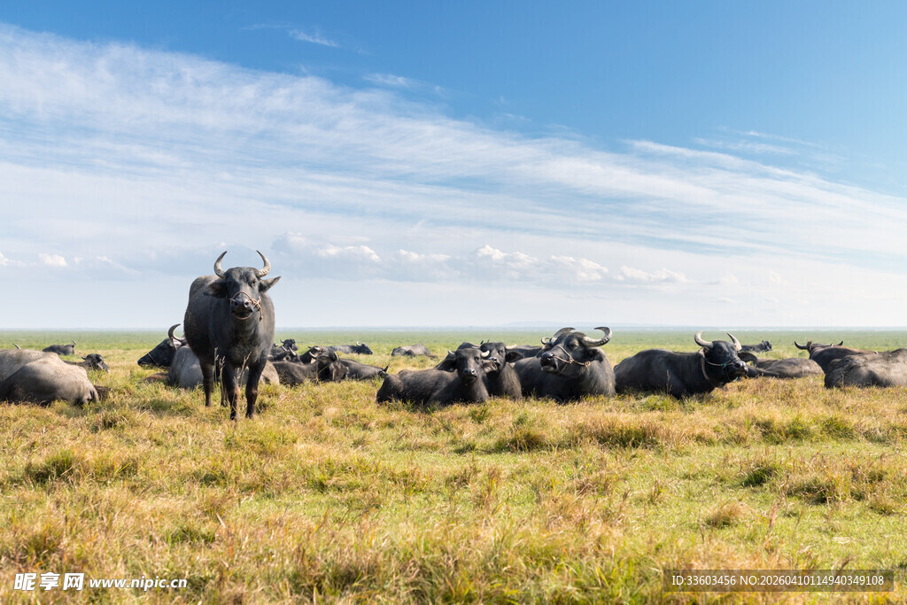 草原上的牛群