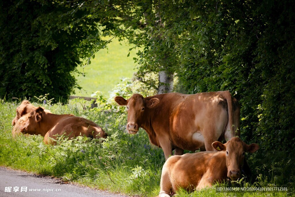 乡村路旁休憩的牛群