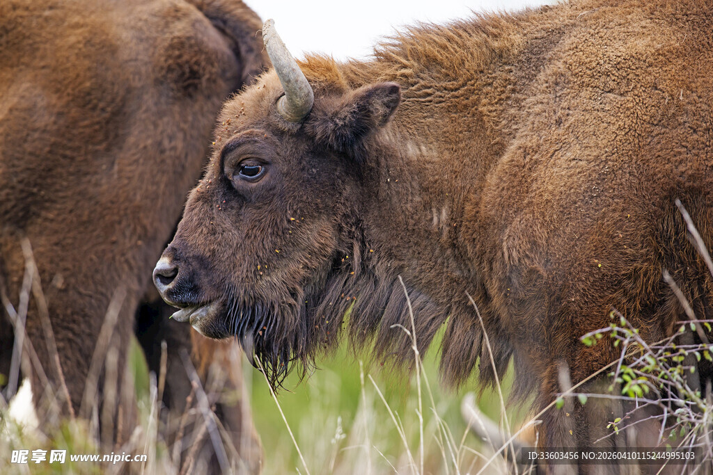 草原上的棕色野牛
