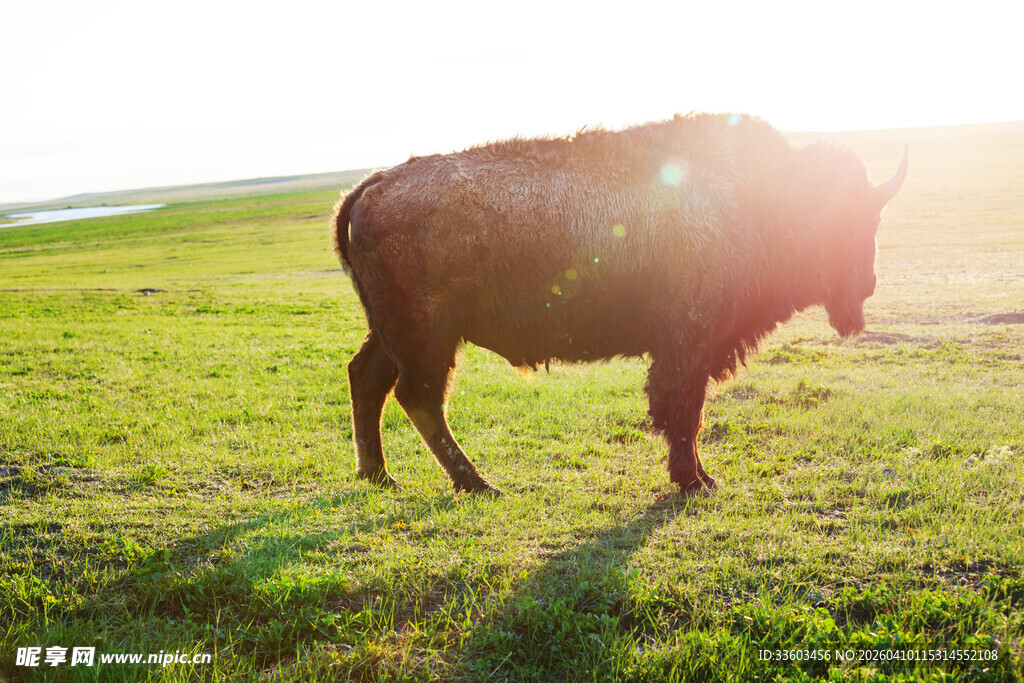 草原上的野牛
