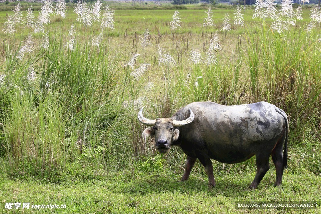 田野中的水牛