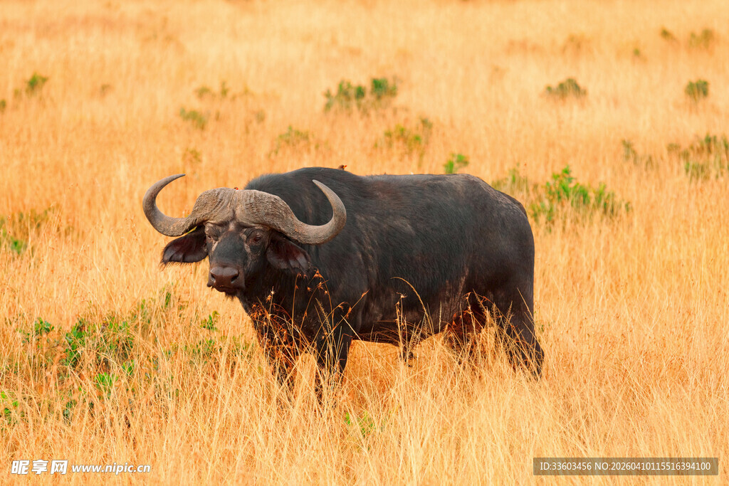 草原上的水牛