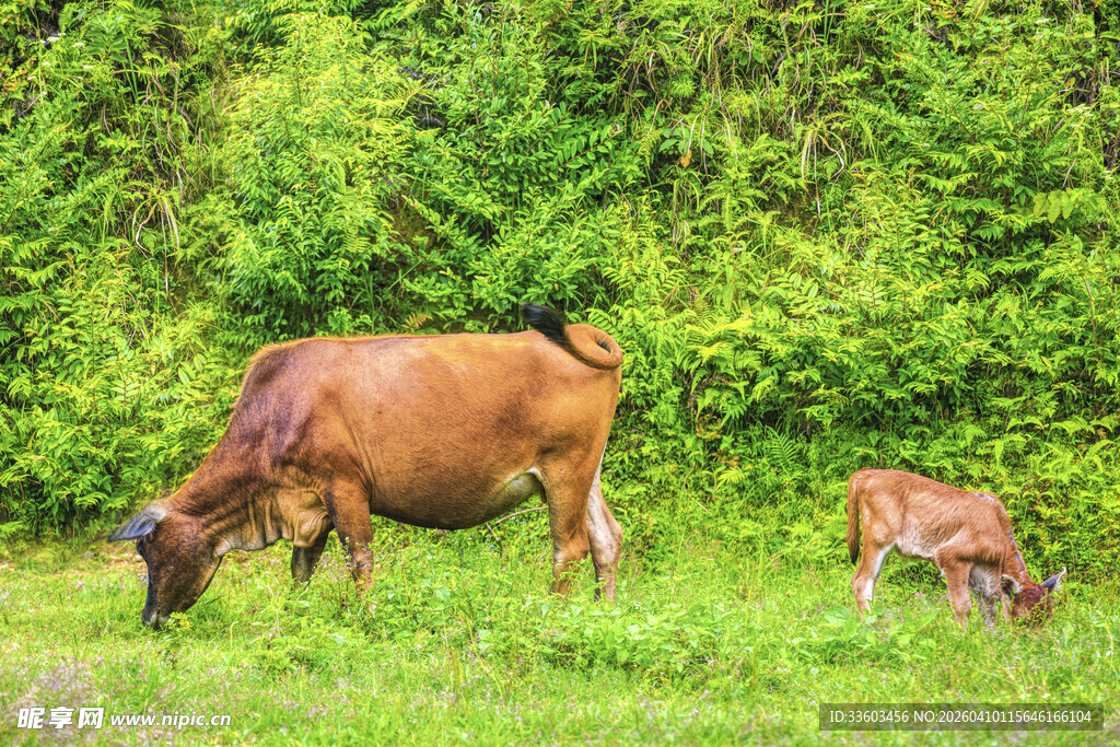 草原上的母牛与小牛