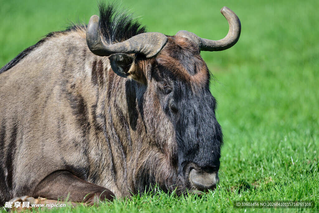 草原上休憩的角马