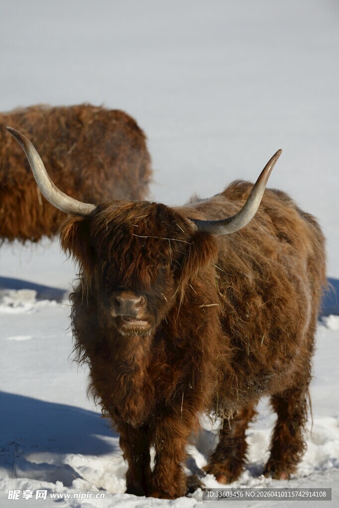 雪地中的长毛牦牛