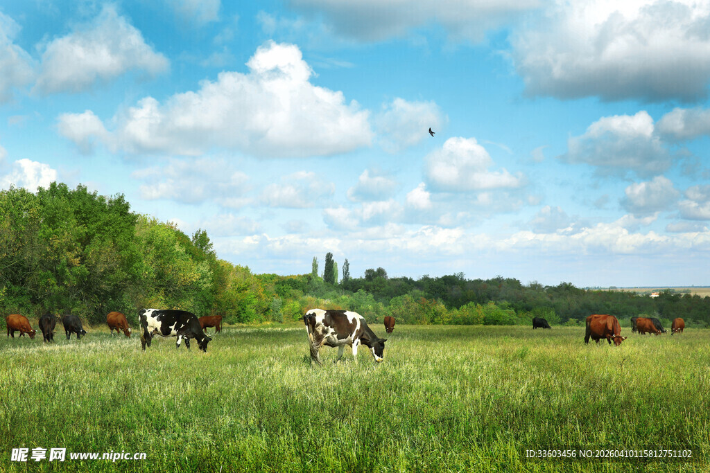 草原上悠闲吃草的牛群