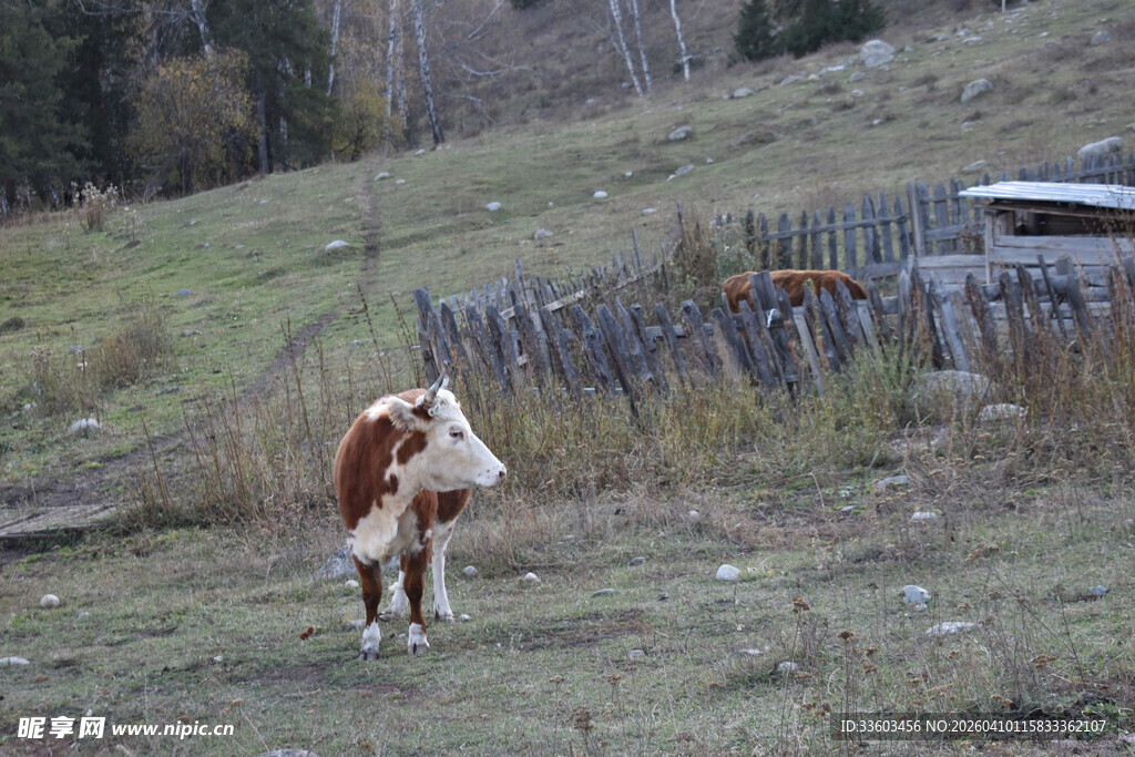 草原上单只站立的奶牛