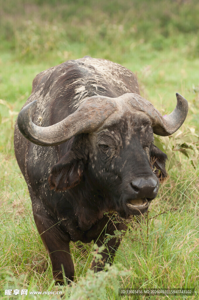 草原上的水牛