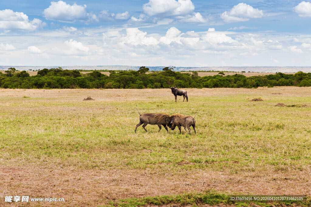 草原上的斑马群