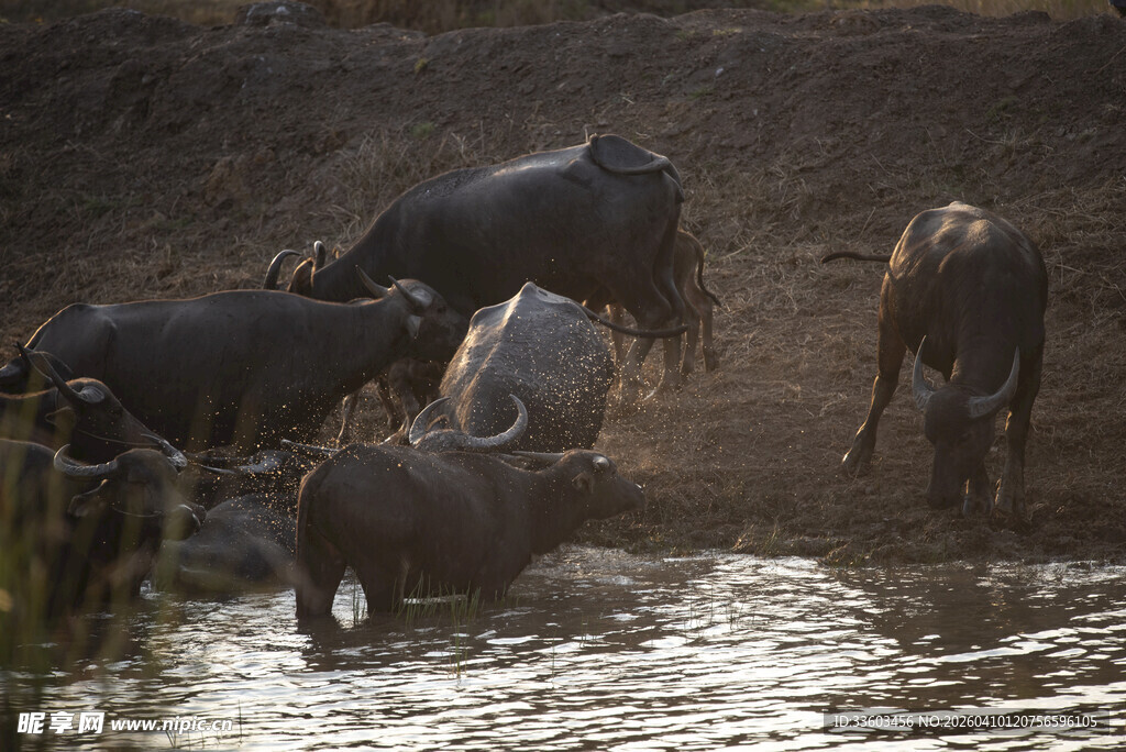 水牛群在水边活动场景