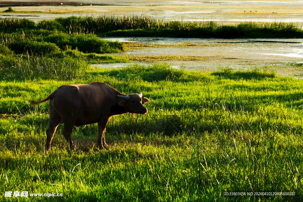 草原上的水牛