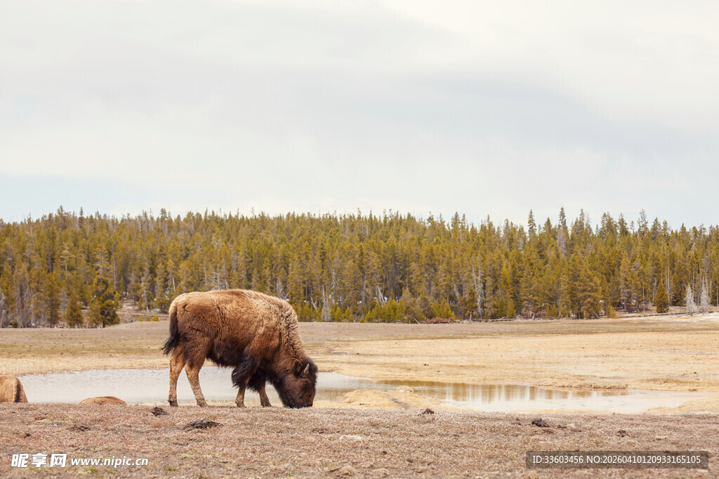 草原上饮水的野牛