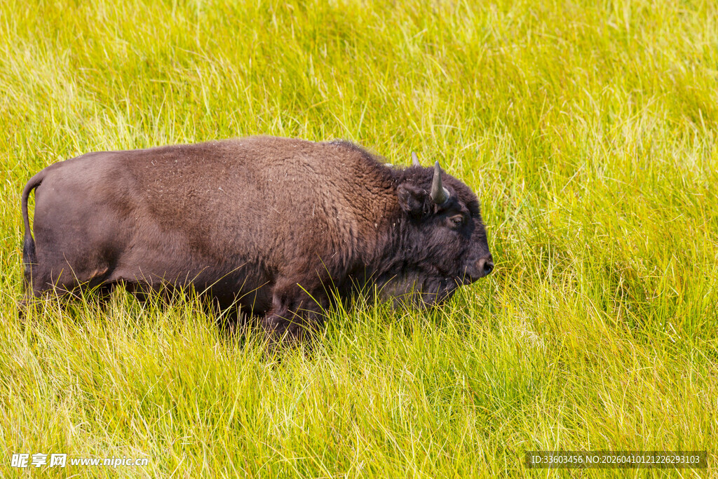 草原上的野牛