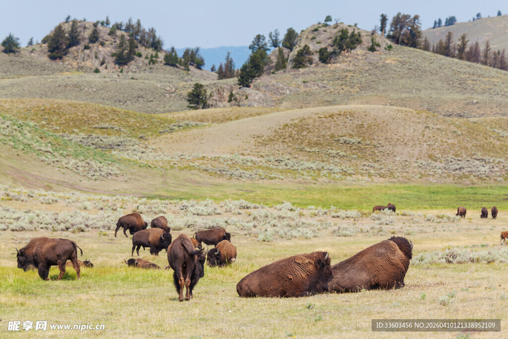 草原上的野牛群