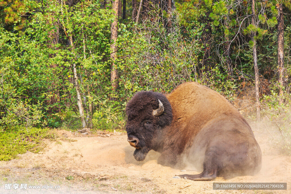草原上休憩的美洲野牛