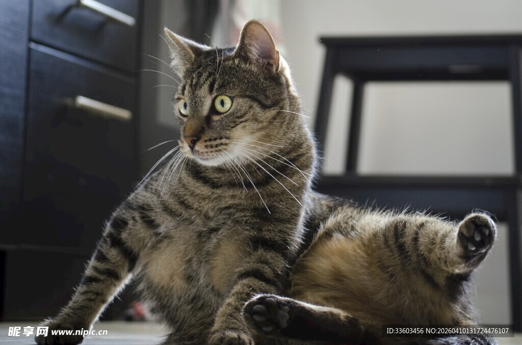 俏皮猫咪惬意躺姿