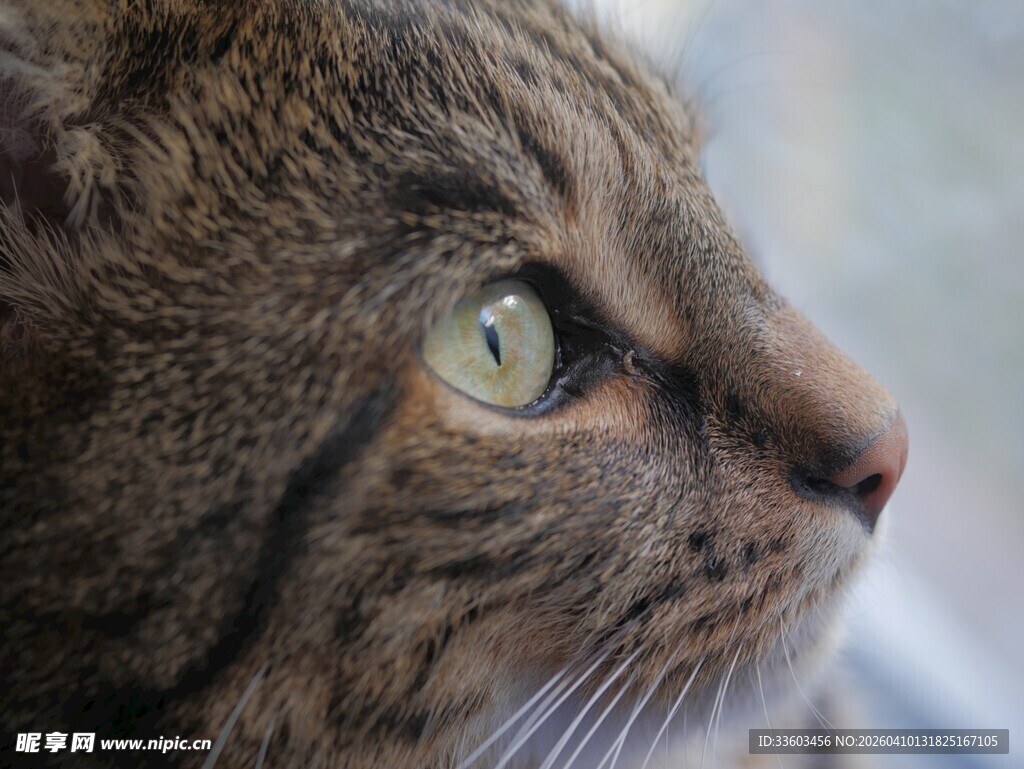 绿眸猫咪的侧脸特写