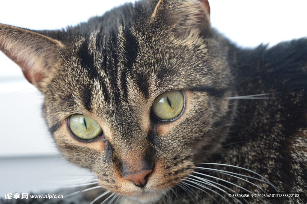 绿眼斑纹猫特写