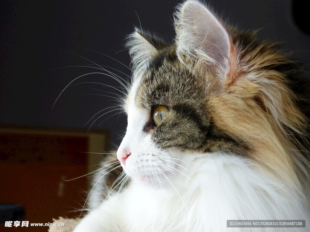 长毛猫咪侧颜特写