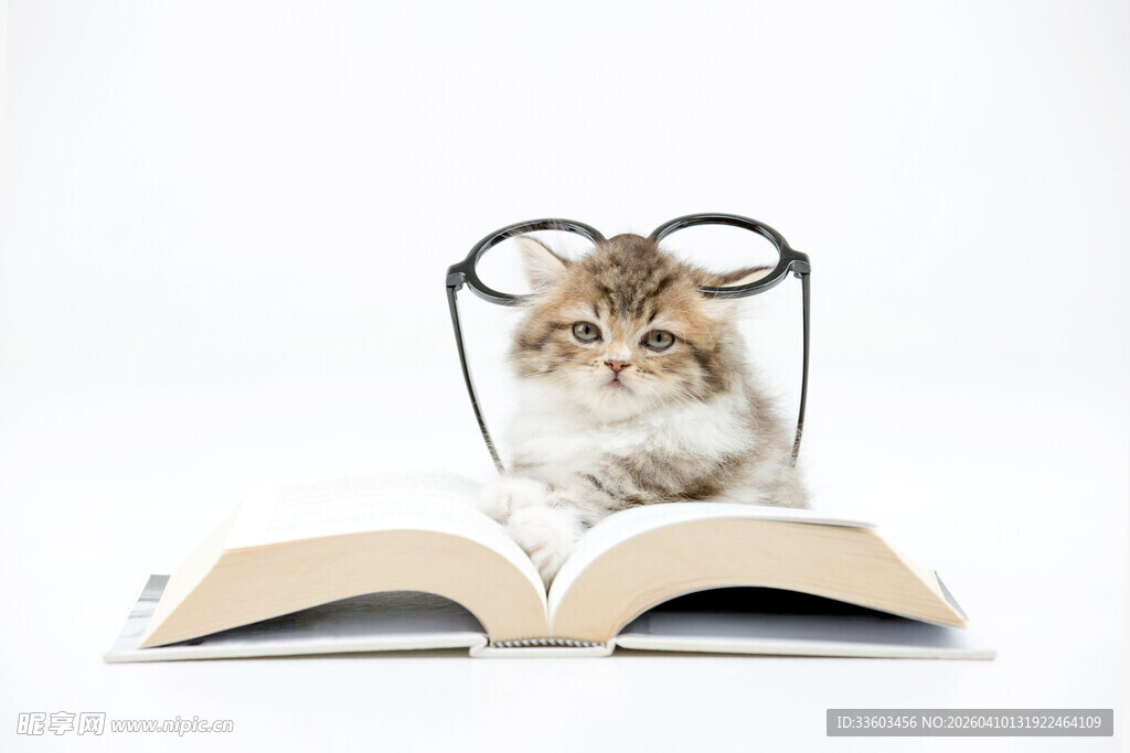 猫咪趴在翻开的书上